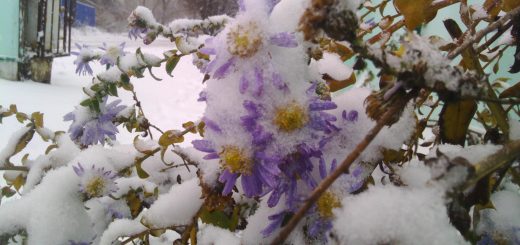Изумительное сочетание. Снег и цветок