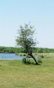 Одинокое дерево. Где-то в Астраханской области. Бывшая территория  Калмыкии?