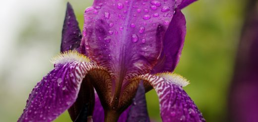 Фиолетовый ирис с каплями росы
